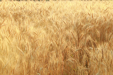 Russian wheat field of rye in open space.