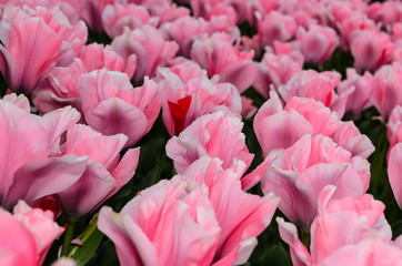 Pink-white tulips with an unusual form of buds and petals. Netherlands