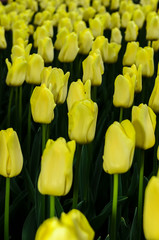 Fields of light yellow tulips. Netherlands