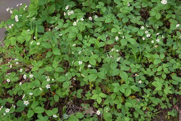 Blooming wild strawberry. 