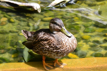 Duck wading in the water
