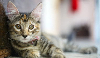 little gray cat posing for the camera. little kitten gray playing.   