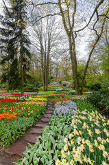 Flowering tulips and hyacinths. Spring. Holland