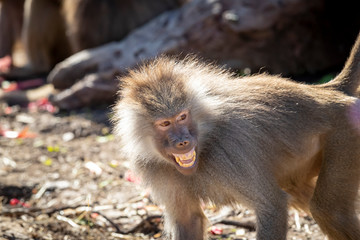 An adolescent Hamadryas Baboon relaxing in the sunshine