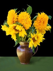 pretty,yellow flowers of sunflower plants in summer