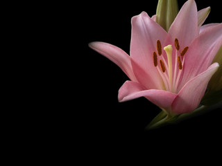 Pojedyncza piękna różowa lilia na czarnym tle. Jeden kwiat. - obrazy, fototapety, plakaty
