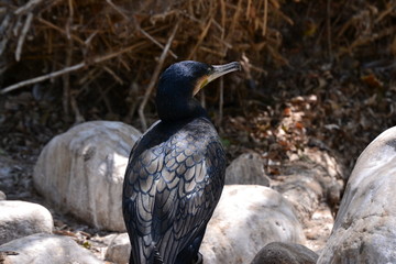 Large black bird eating a worm