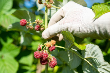 raspberry berries on a plant, hand of a berry picker