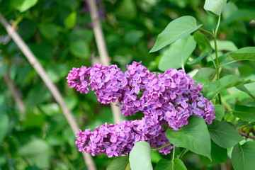 Beautiful purple summer blossom