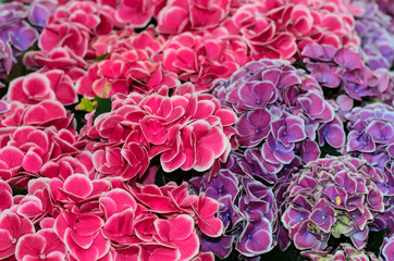 Very beautiful, colorful flowers hydrangeas. Netherlands