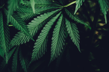 Marijuana leaves, cannabis