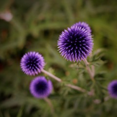 Purple Thistle