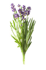 Fototapeta na wymiar Fresh lavender sprig with violet flowers isolated on a white background. Design element for product label, catalog print, web use.