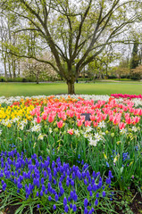 Flowering tulips and hyacinths. Spring. Holland