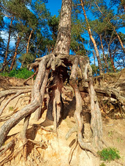 Pine tree with huge roots in the forest