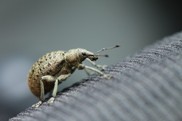 Insecte