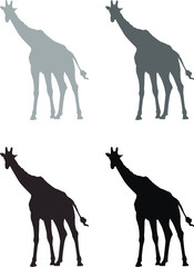 silhouettes of giraffe