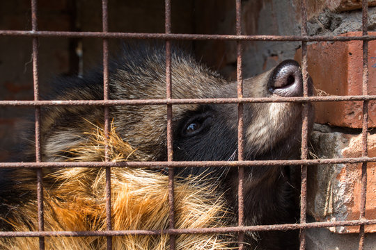 Raccoon Dog In Cage