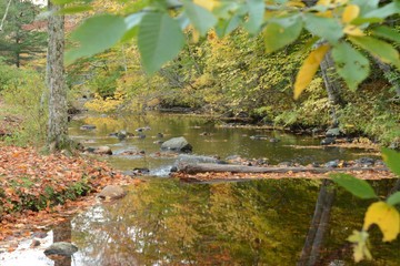 Autumn Leaves Turning Color with Stream Landscape