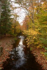 Obraz premium Autumn Trees and Colorful Leaves Around Stream