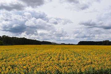 Obraz premium Sunflowers.Field.Sky. Summer