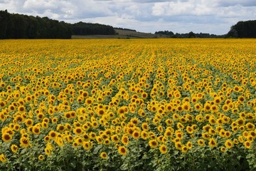 Sunflowers.Field.Sky. Summer