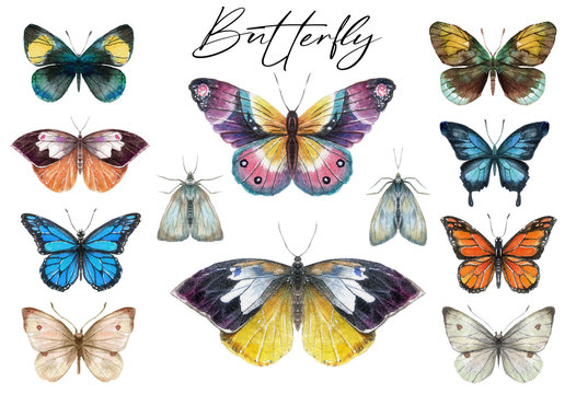 Collection of watercolor butterflies and moths in a realistic style. Butterfly clip art for wedding invitation or greeting cards isolated on white background.
