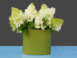 white flower of hydrangea bush in summer close up