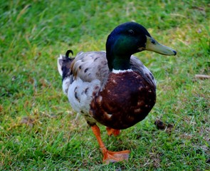 A duck walking in the grass