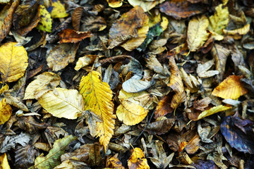 Autumn yellow leaves on ground in forest concept