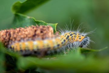 Brightly coloured caterpillar feeding on a leaf
