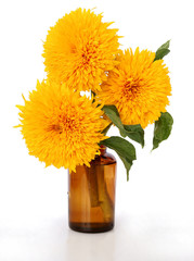 pretty,yellow flowers of sunflower plants in summer