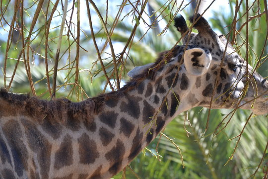 Photo of a young giraffe