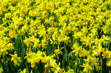 Fototapeta premium Fields of flowering daffodils. Holland