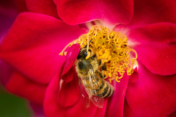 Bee on a rose gathering pollen and nectar