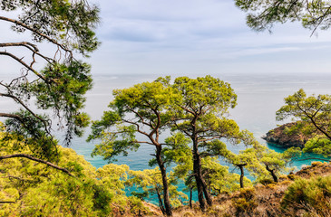 Turquoise Coast with pine trees and Mediterranean Sea