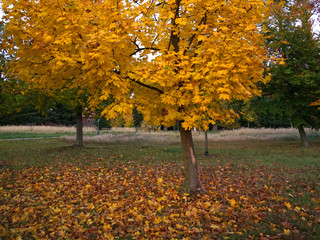 Young maple tree with yellow leaves on ground in park autumn concept
