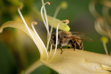 Bee on a white flower collecting pollen and nectar for the hive