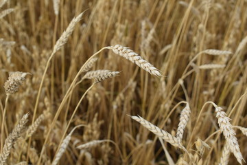 Wheat.Ears