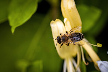 Bee on a white flower collecting pollen and nectar for the hive