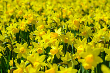 Fields of flowering daffodils. Holland