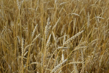 Wheat.Ears