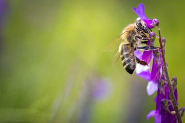 Bee on a purple flower collecting pollen and nectar for the hive