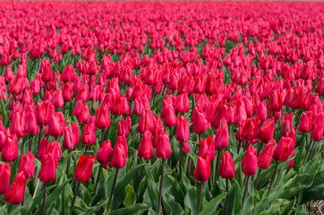 Fields of flowering tulips. Holland