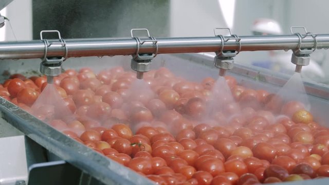 tomatoes washed on the production line, tomato plant, dried tomatoes