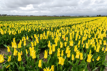 Fototapeta premium Fields of flowering tulips. Holland