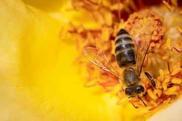 Bee on a yellow rose gathering pollen and nectar