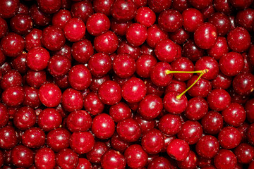 Background of ripe organic sour cherries in the sun