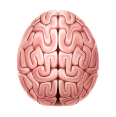 Vector human brain anatomy structure 3d icon