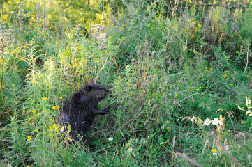 Beaver Stock Photos.  Beaver close-up profile view eating grass and flowers, displaying brown fur, head, eyes, paws, nose,  with a foreground and background of wildflowers and foliage in its habitat.